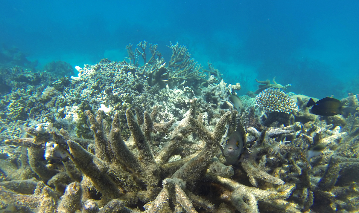 shutterstock_538757116 Great Barrier Reef Australia bleached corals